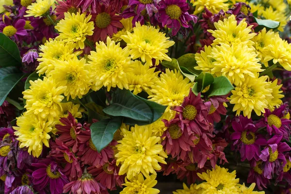 Ζέρμπερες πολύχρωμα λουλούδια — Φωτογραφία Αρχείου