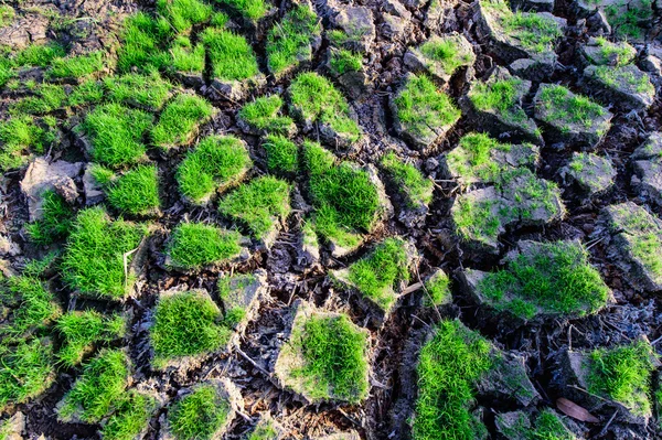 kırık dünya üzerindeki yeşil çimen