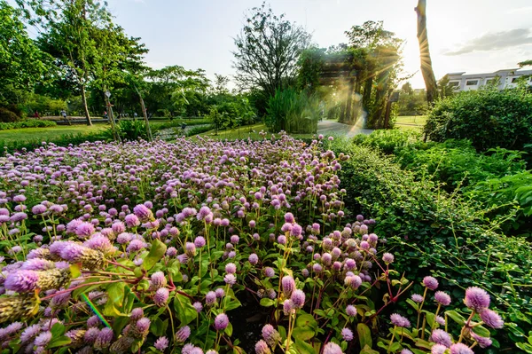 Globo amaranto Fiore — Foto Stock