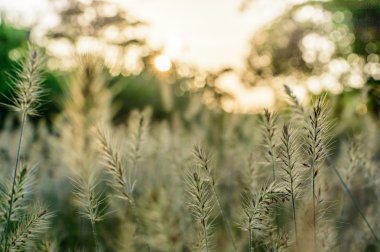 Gün batımında çimen tarlası
