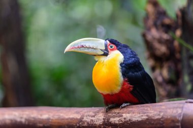 Tukan, milli park Iguazu, Brezilya