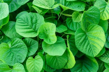 yaprak yeşil arka plan