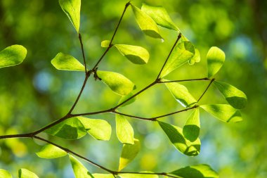 Taze yeşil genç twigs