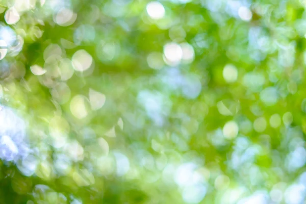 Fondo de naturaleza verde soleado — Foto de Stock