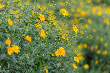 Meksikalı ayçiçeği ot