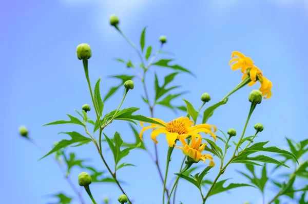 Mexická slunečnice plevel — Stock fotografie