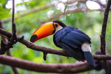 Tukan, milli park Iguazu, Brezilya 