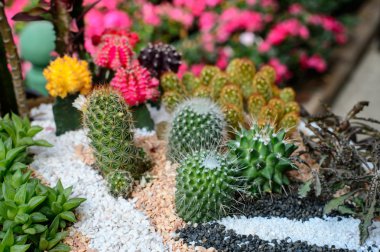 Çeşitli kaktüs bitkileri