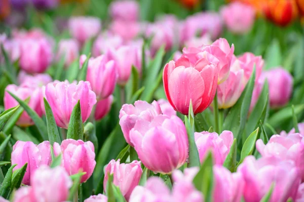 Många färg av tulpaner i trädgården — Stockfoto
