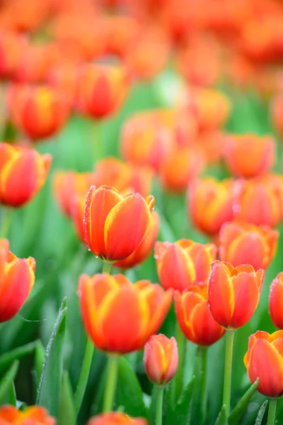 Muchos colores del tulipán en el jardín —  Fotos de Stock