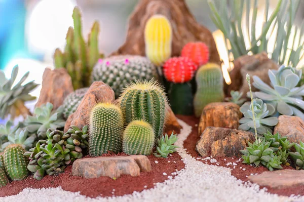 Various cactus plants — Stock Photo, Image