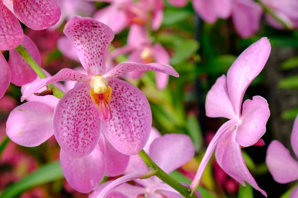 Růžová orchidej v zahradě — Stock fotografie