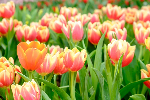 Muchos colores del tulipán en el jardín —  Fotos de Stock