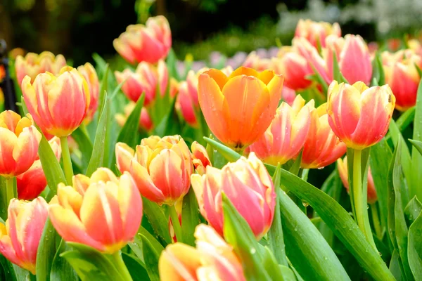 很多颜色的郁金香花园里 — 图库照片