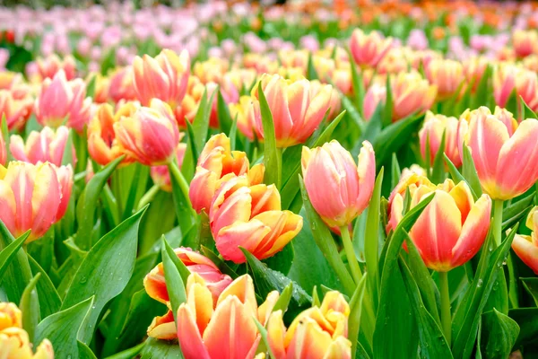 Muitas cores de tulipa no jardim — Fotografia de Stock