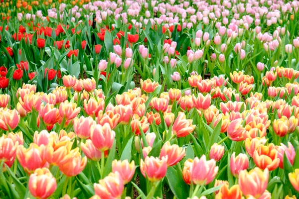 Mnoho barevných tulipánů v zahradě — Stock fotografie