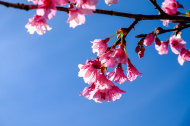 Güzel pembe çiçek.