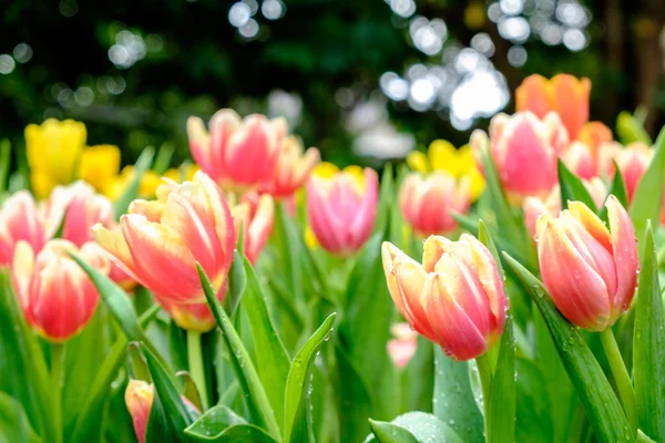 Много цветов тюльпан в саду — стоковое фото