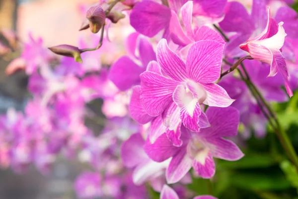 Růžová orchidej v zahradě — Stock fotografie