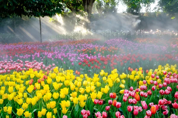 Viele Farben der Tulpe im Garten — Stockfoto