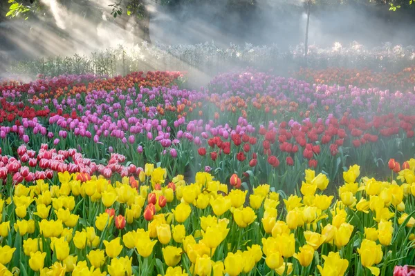 Muitas cores de tulipa no jardim — Fotografia de Stock