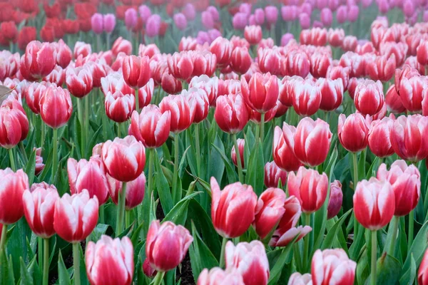 Veel kleur voor tulip in tuin — Stockfoto