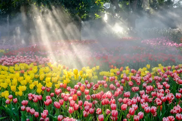 Viele Farben der Tulpe im Garten — Stockfoto