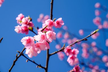 Güzel pembe çiçek.