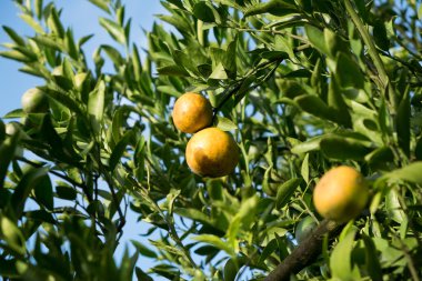 Bahçedeki portakal ağacı