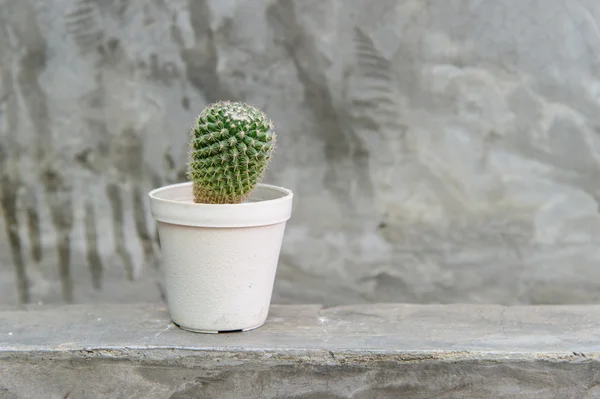 Cactus en la olla —  Fotos de Stock