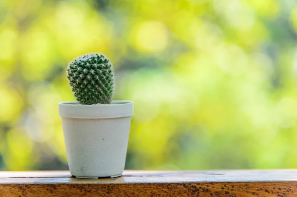 Cactus en la olla —  Fotos de Stock