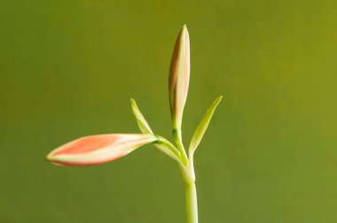 Striped Barbados Lily (Hippeastrum striatum) blooming, flower buds