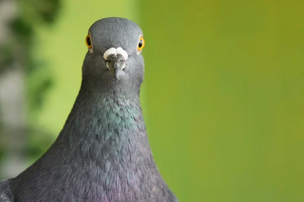 Taubenporträt Orangefarbene Augen — Stockfoto