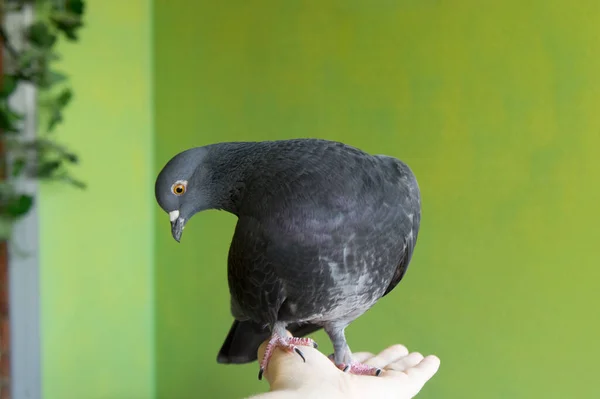 Korkusuz Güvercini Hazır Bekliyor — Stok fotoğraf