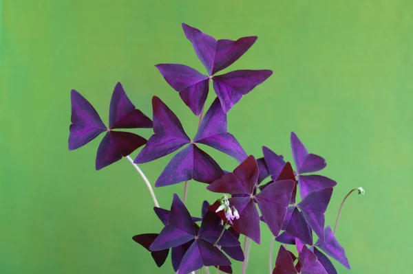 Oxalis triangularis çiçeği, mor yapraklar, sahte yonca bitkisi, Wood sorrel çiçeği