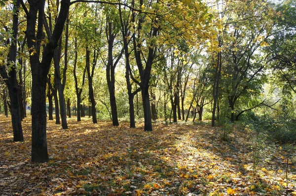 Sonbaharda şehir parkının derinliklerinde ağaçların arasından parlayan ağaç gövdeleri ve güneş.