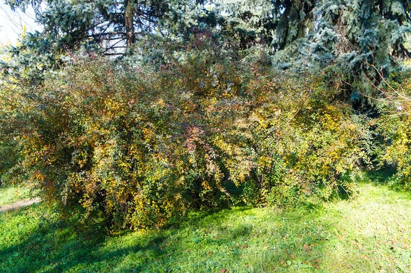 Sonbaharda şehir parkında güneşle aydınlatılan renkli çalı ve arka planda bir köknar ağacı