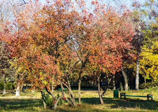 Sonbaharda şehir parkında yeşil bankın yanında renkli bir ağaç.