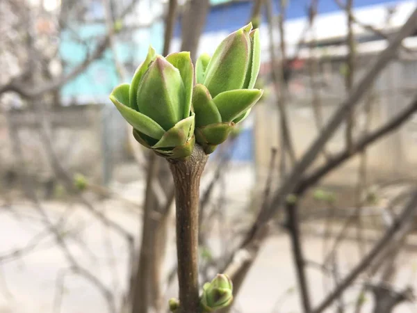 Appearance First Buds Spring — Stock Photo, Image