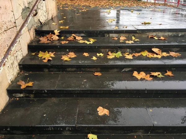 Sarı sonbahar yaprakları yağmurun altındaki ıslak merdivenlerde.