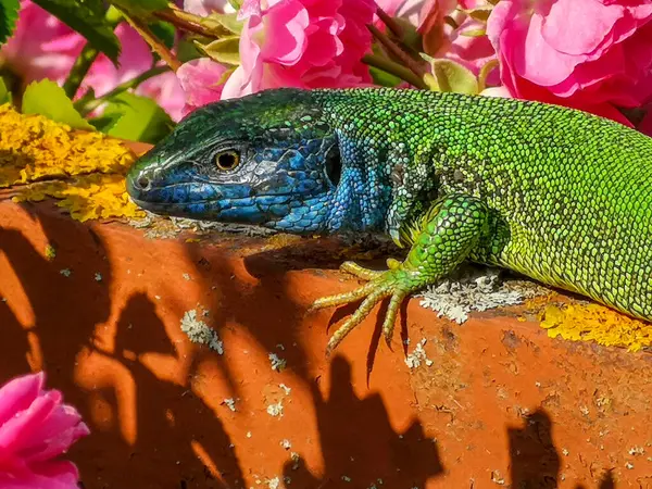 Avrupa yeşil kertenkelesi (Lacerta viridis) - Bahçedeki metal bir çitin üzerinde oturan mavi kafalı yeşil kertenkele