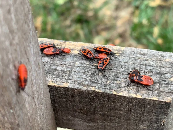 Tahta yüzeyde bir sürü kundakçı (Pyrrhocoris apterus) oturuyor