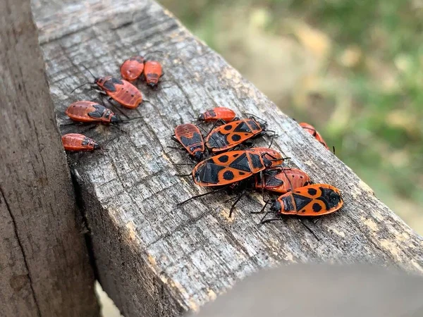 Tahta yüzeyde bir sürü kundakçı (Pyrrhocoris apterus) oturuyor