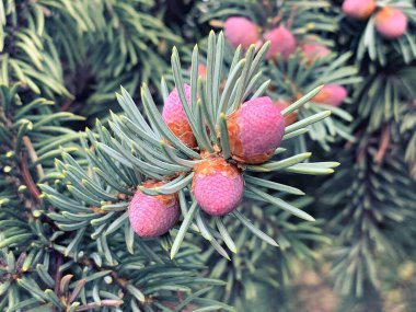 Ladin ağacı pembe çiçekler, külahlar