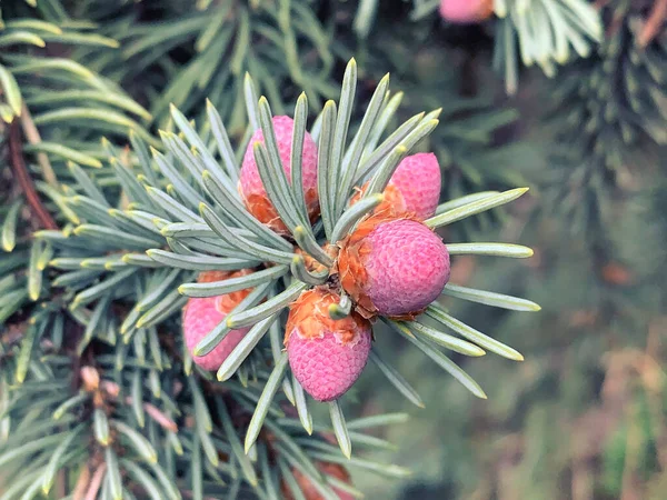 Ladin ağacı pembe çiçekler, külahlar