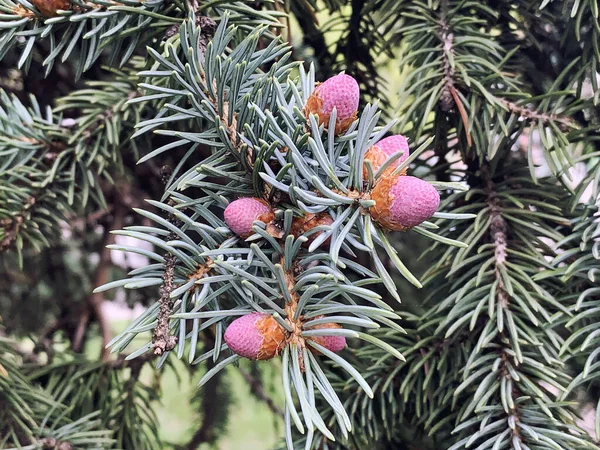 Ladin ağacı pembe çiçekler, külahlar
