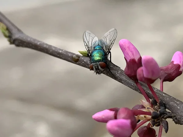 Mouche Verte Sur Une Branche Arbre Avec Des Bourgeons Floraux — Photo