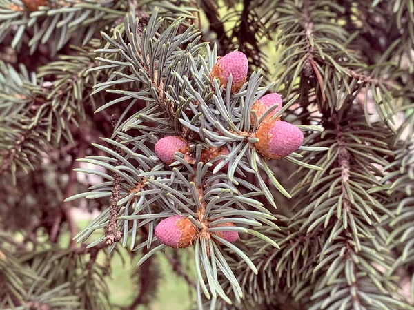 Ladin ağacı pembe çiçekler, külahlar