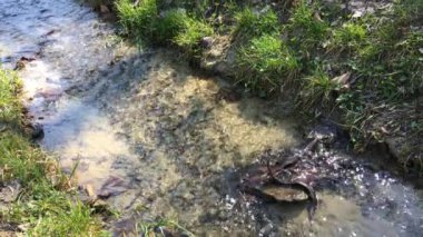 Öğleden sonra parkta küçük bir derenin sakin akışı