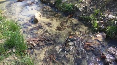 Öğleden sonra parkta küçük bir derenin sakin akışı